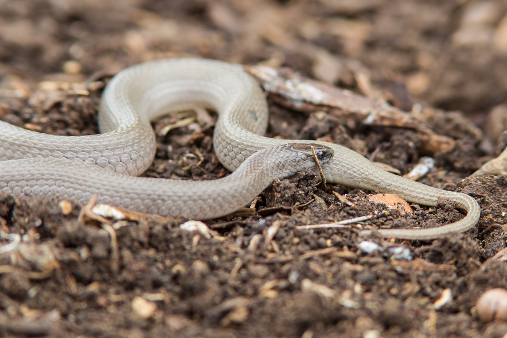 Rough Earth Snake (Virginia striatula)